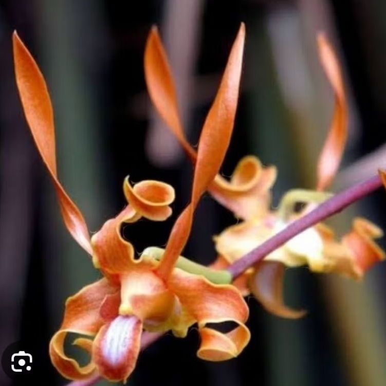 Anggrek Dendro Tangerinum