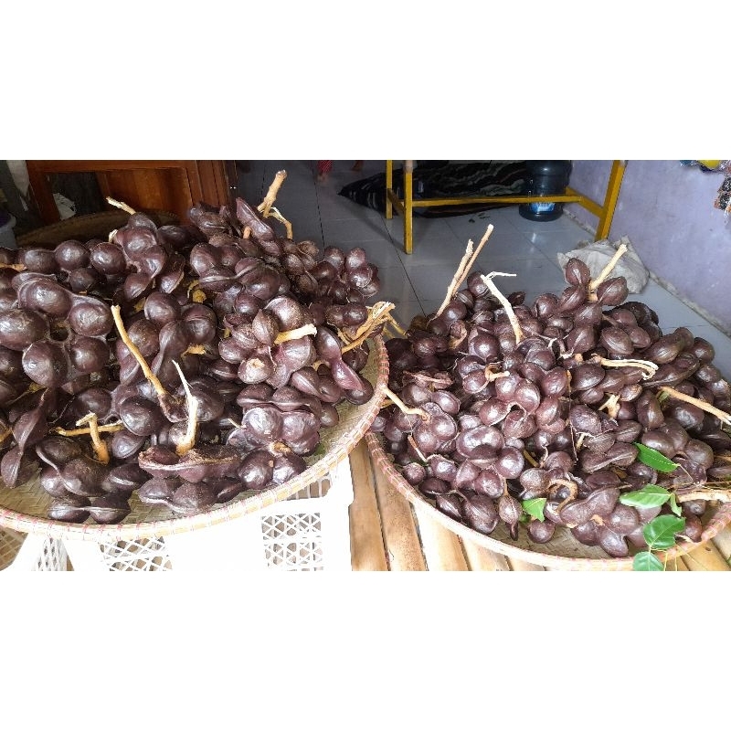 

Jengkol Tua Super 1 kg