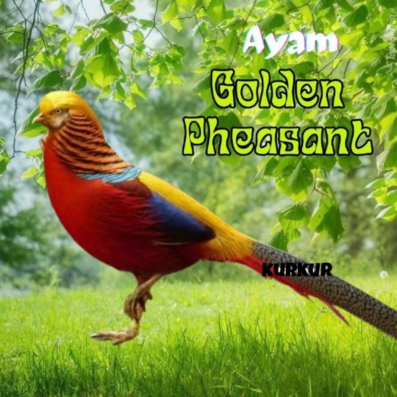 

telur ayam hias golden pheasant asli untuk di tetaskan