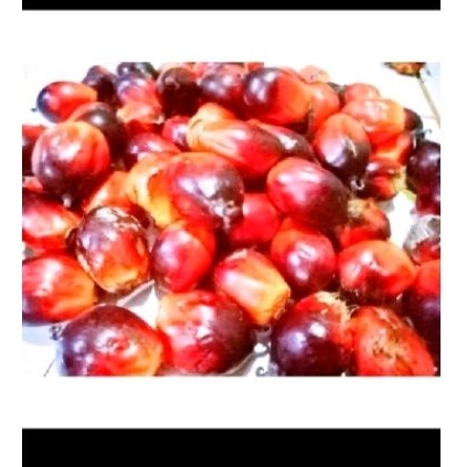 

Buah sawit sgar umpan pancing 1 kg