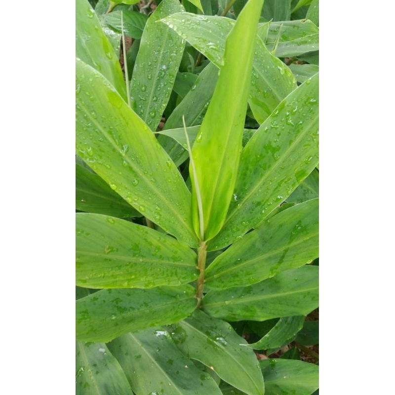 

100 Gram Daun Lempuyangan Segar Herbal Alami