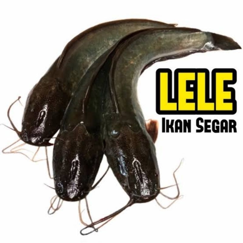 

IKAN LELE 1KG