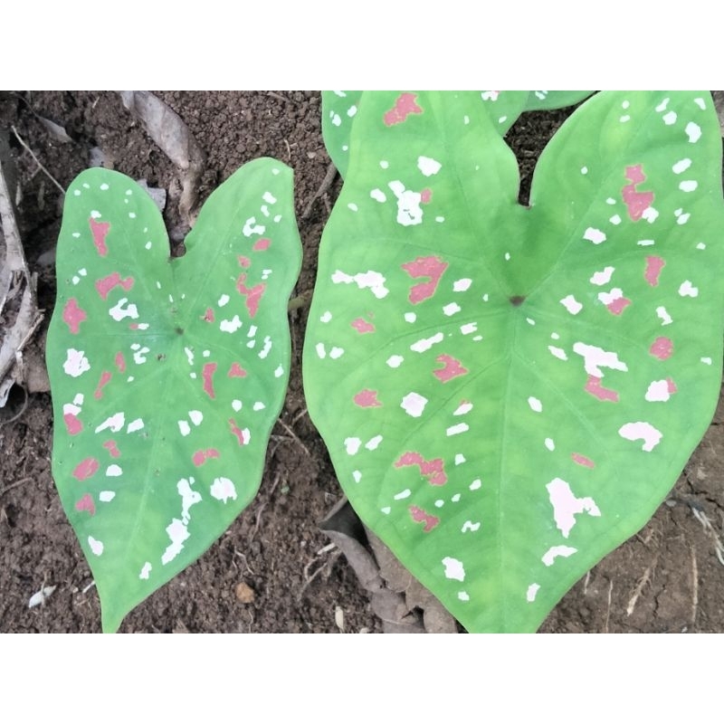 tanaman talas hias / keladi