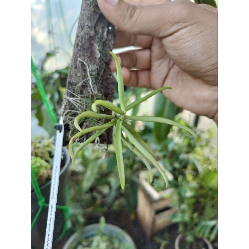 Anggrek mini Schoenorchis Minutiflora paludarium