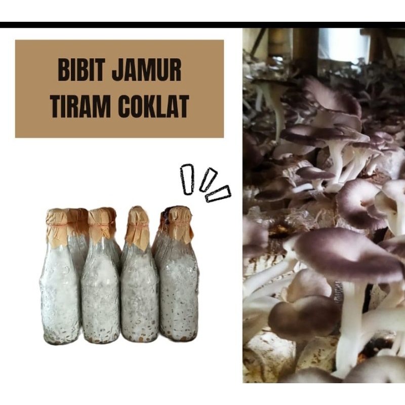 Bibit Jamur Tiram Coklat