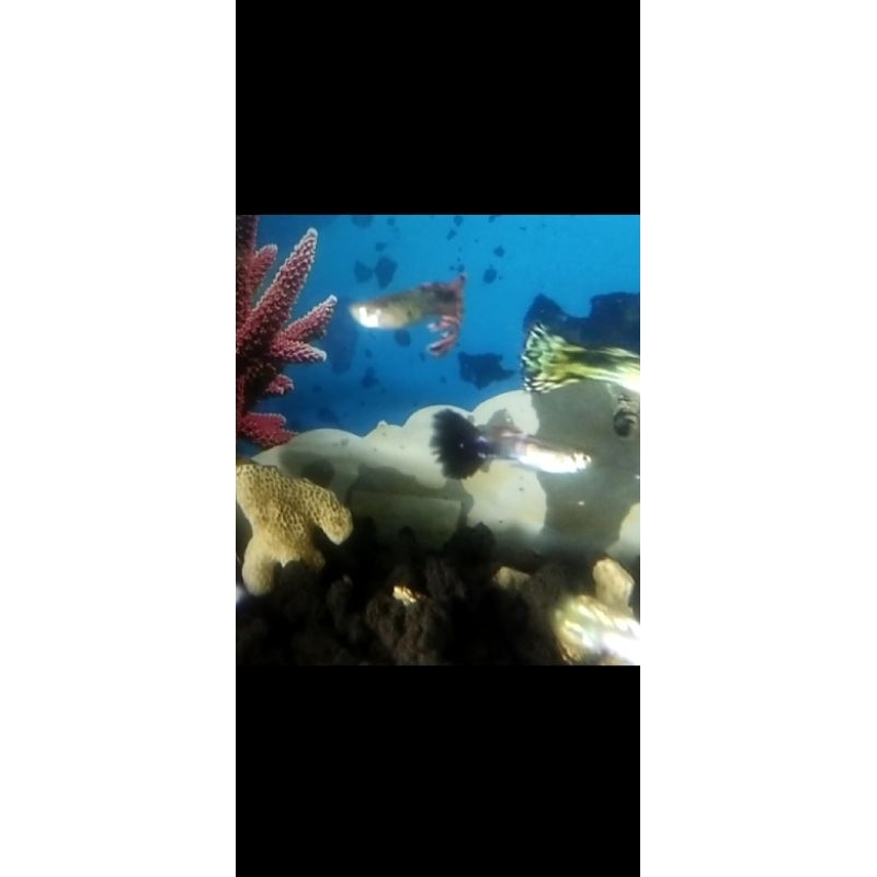guppy+cendolan+jantan+ekorwarnamenarik