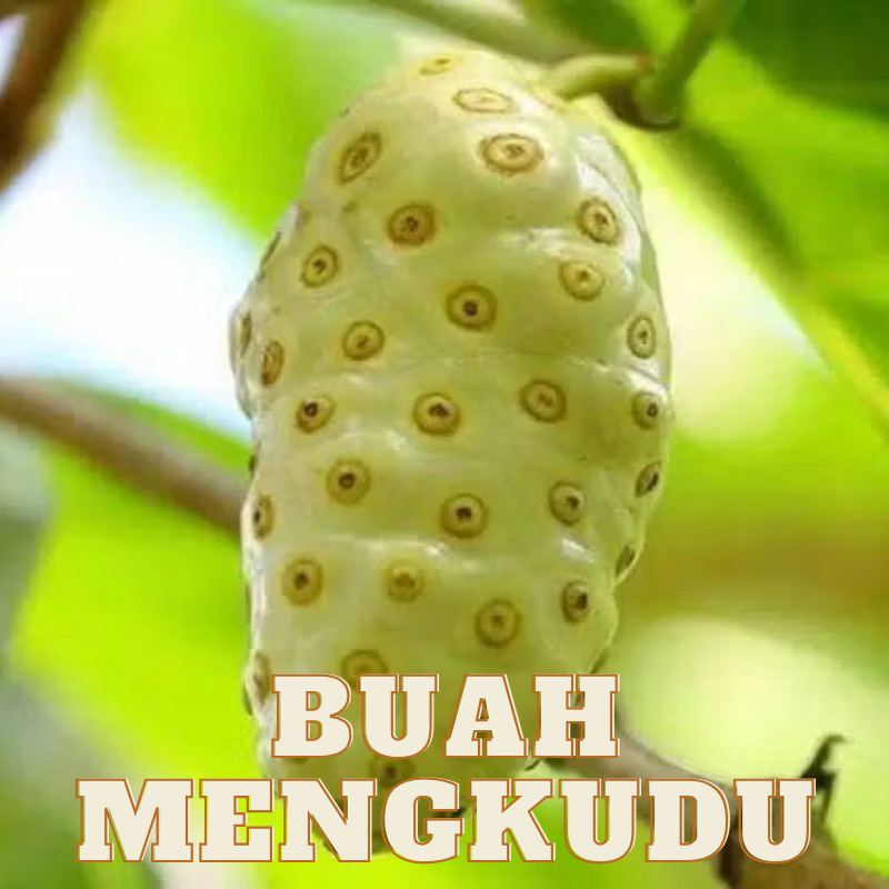 

Buah mengkudu 100% organik / Buah Noni