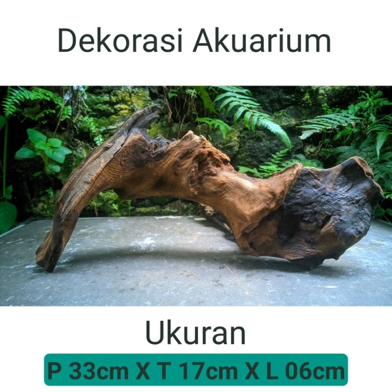 Dekorasi Akuarium Minimalis murah