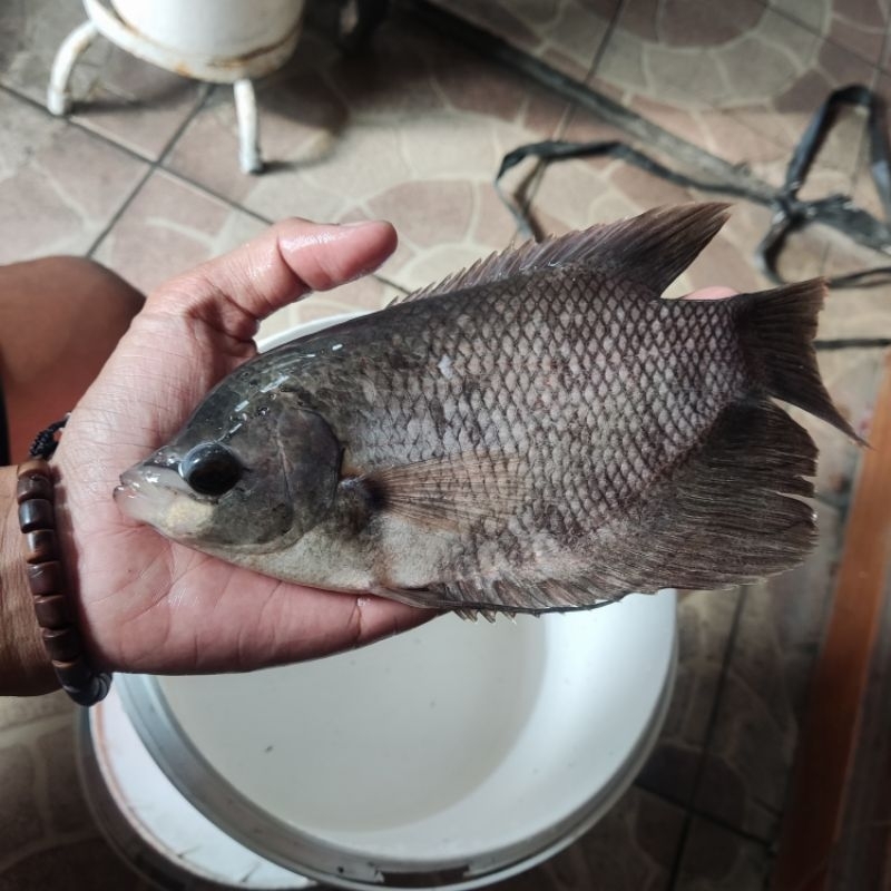 

ikan gurame soang 5 jari ikan hidup gurame