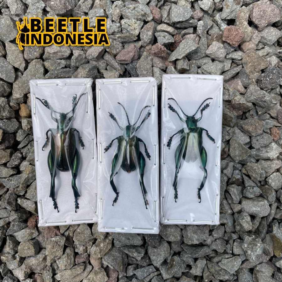 Awetan Kumbang Sagra