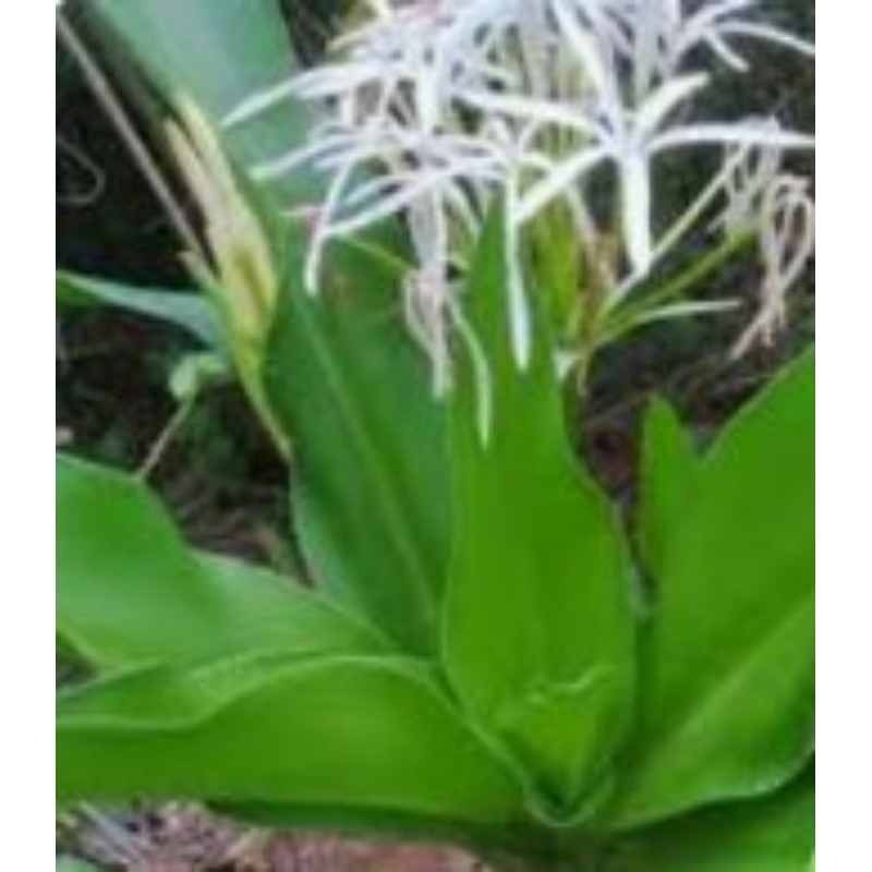 

1 helai daun bakung/ daun oppu oppu