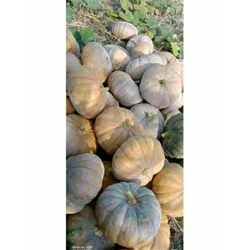 

Buah Labu /waluh kuning-labu perang manis 1Kg