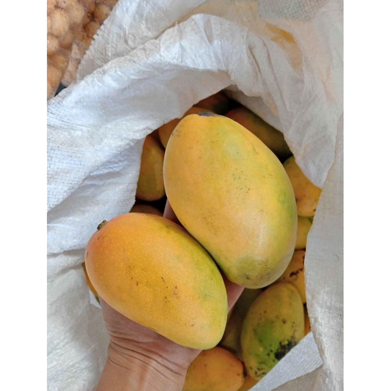 

Mangga Podang Gunung Masak Pohon Berat 1 Kg