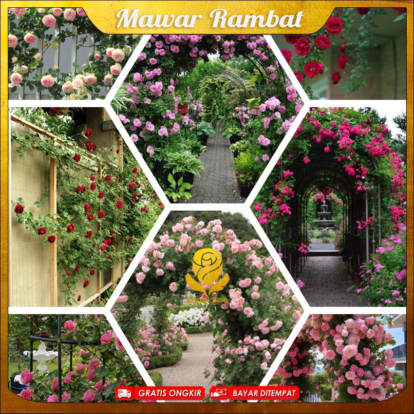 Tanaman Mawar Import - Tanaman Mawar Rambat