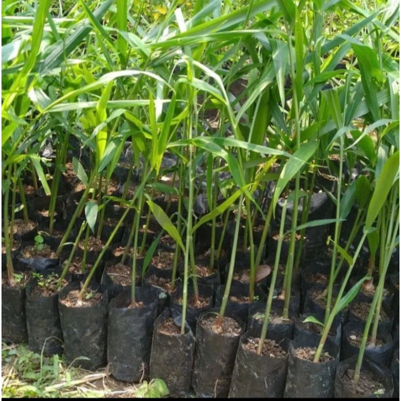 

BIBIT JAHE GAJAH SUPER