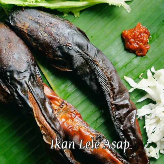 

Lele Asap@500Gram,1KG(Lebih dari 10 EKor)