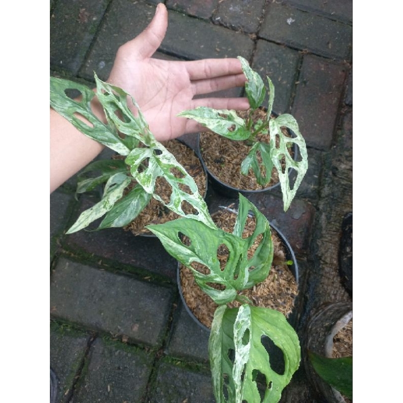 janda bolong variegata lokal