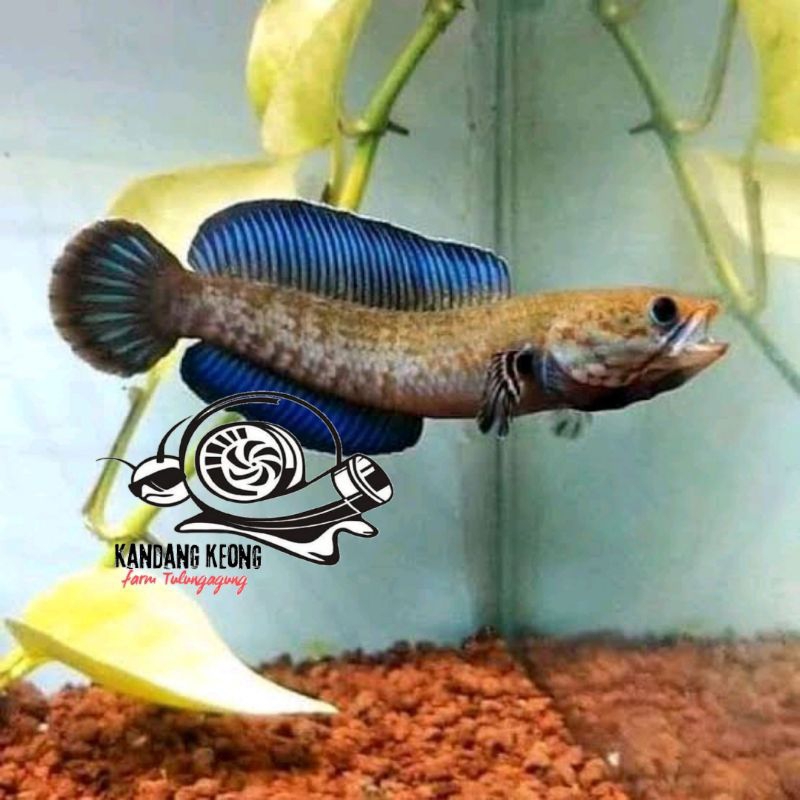 Big sale doyan pelet andrao high fin 8 cm bisa cod hiasan aquarium