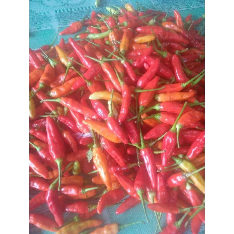 

Cabe Rawit Setan