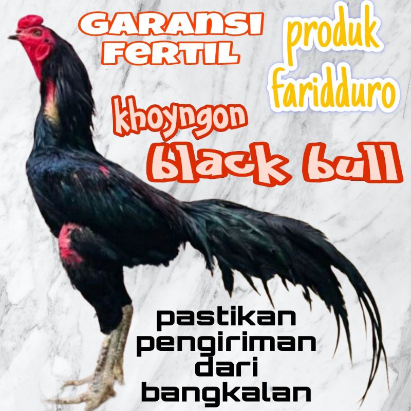 telur fertil khoyngon blackbull krating / pakhoy full brakot brutal / ayam aduan / kwalitas terjamin