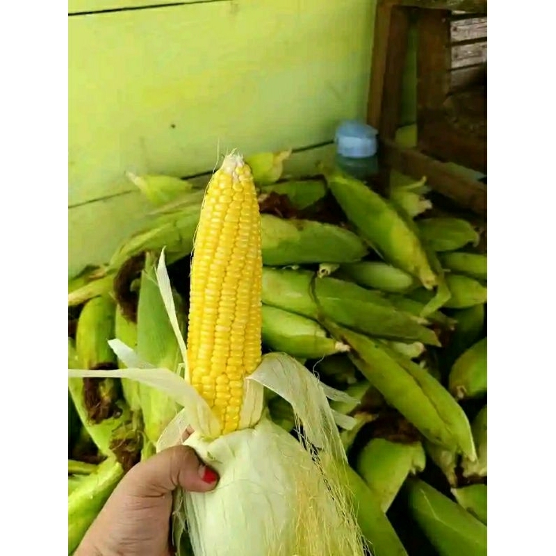 

jagung manis fresh