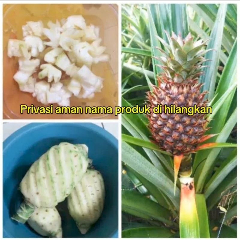 

NANAS MUDA || PELANCAR HAID || HERBAL, TERBAIK