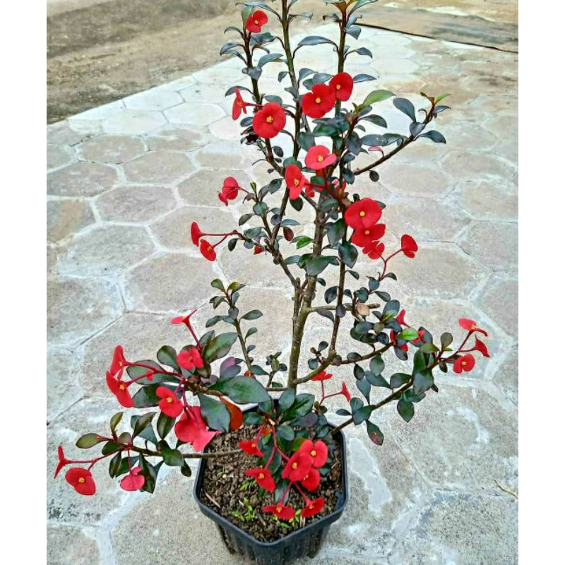 Euphorbia Merah Tanpa Duri
