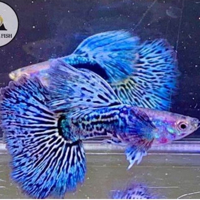 aksesoris Guppy blue dragon sepasang