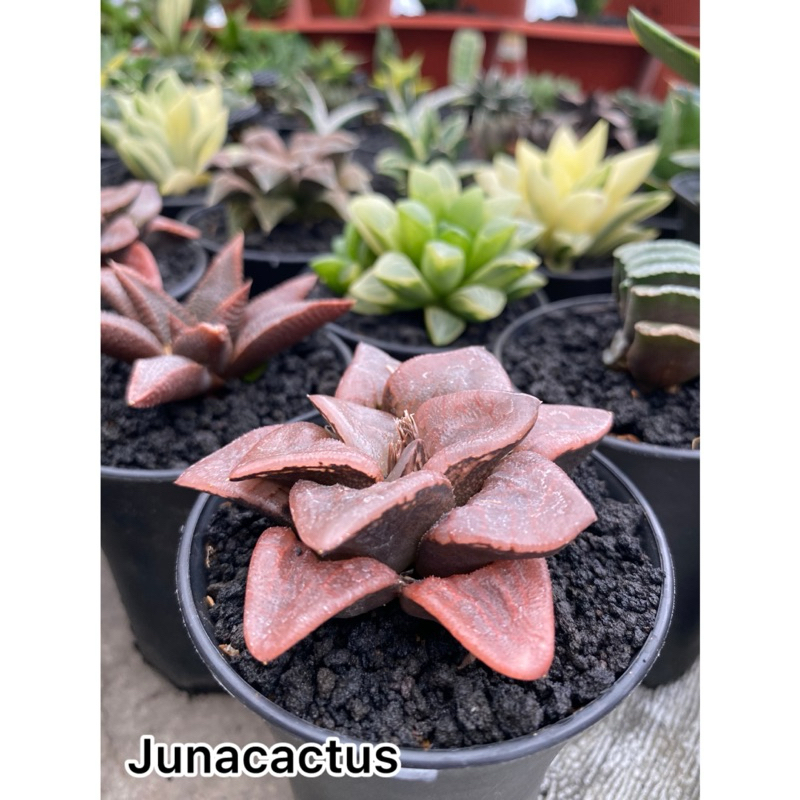 Haworthia Bayeri