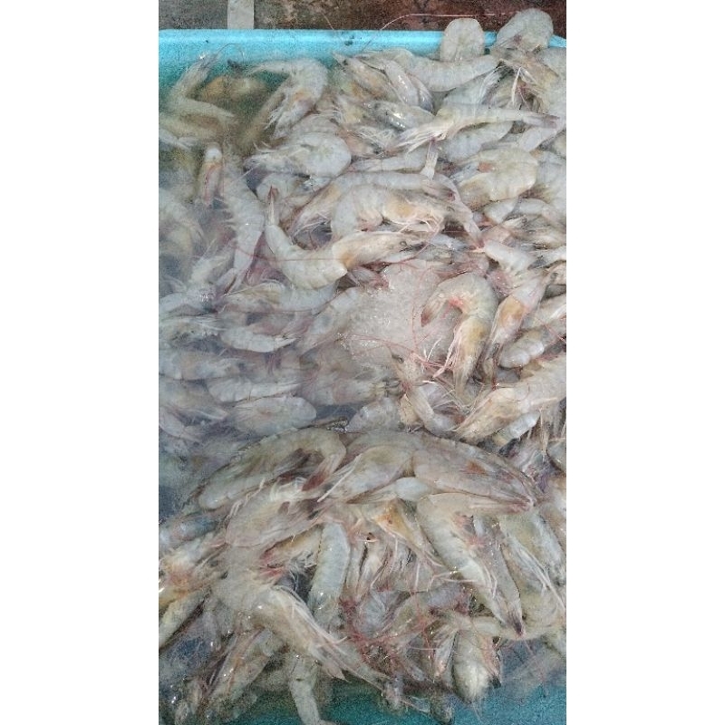 

Udang fanamee Fresh