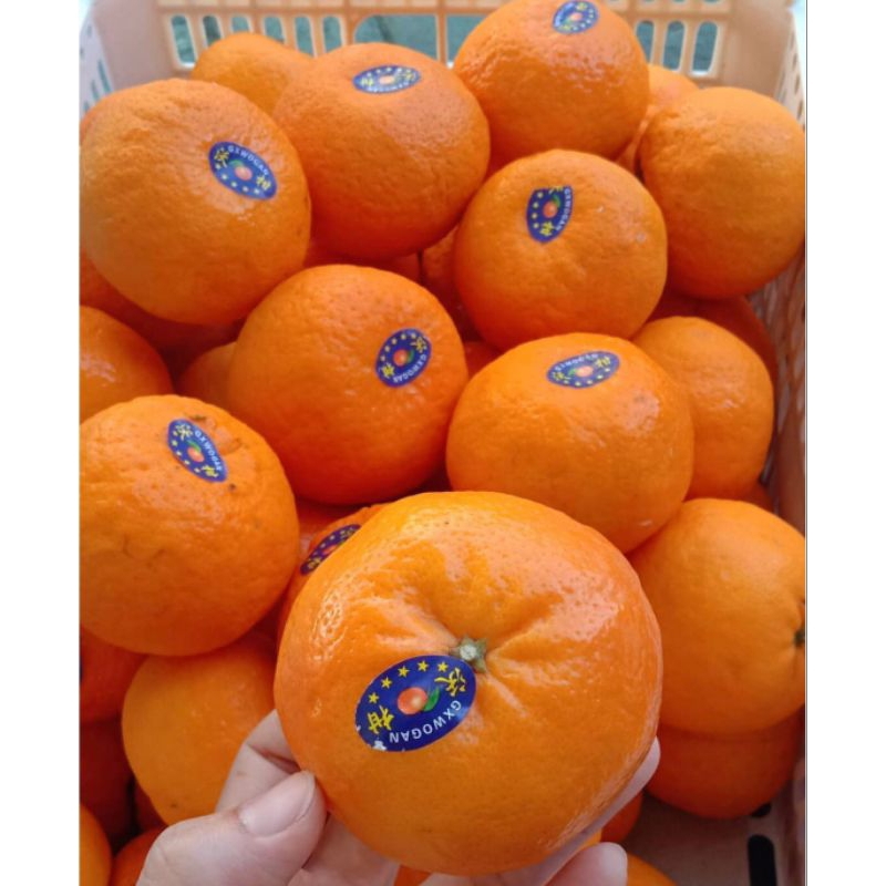 

ON PROMOO Wogan Mandarin 1kg / Jeruk Premium