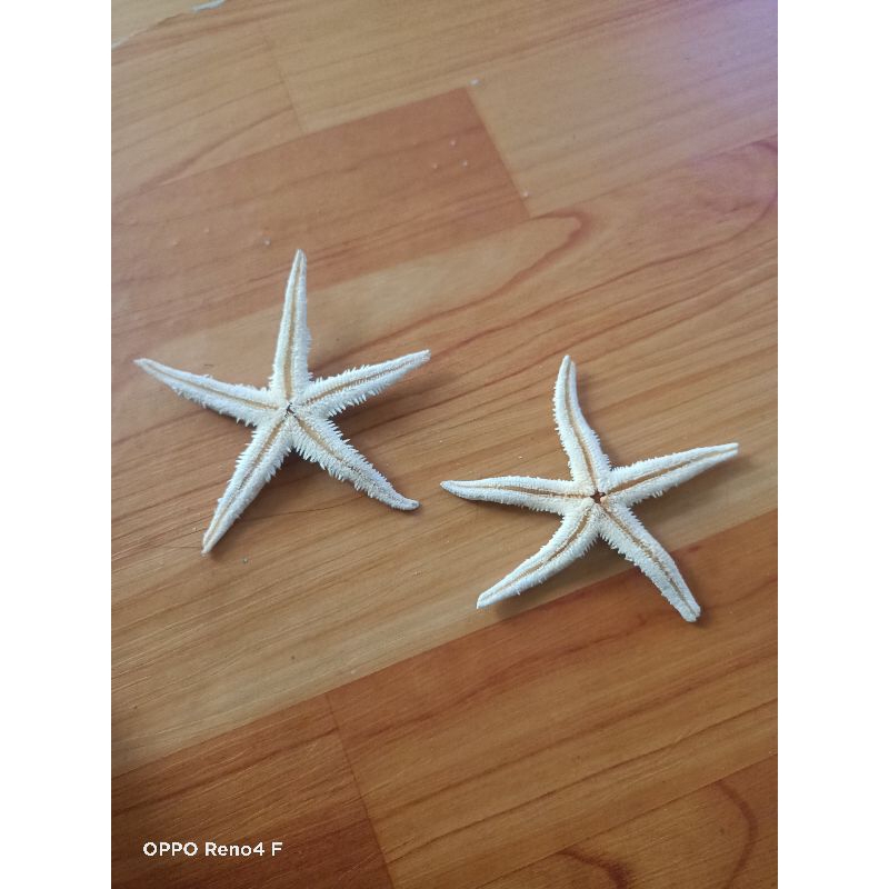 bintang laut asli dari laut /bintang yang dikeringkan