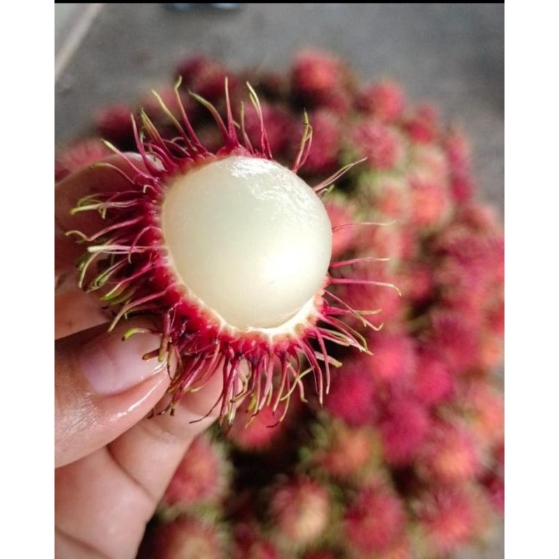 

Rambutan Binjai | rambutan manis binjai per ikat +- 1.5 kilo | Binjay