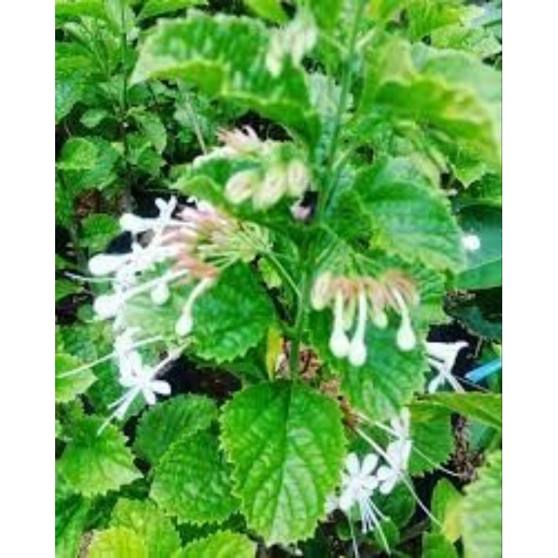 

Daun Keji Beling Segar 1 Kg / Daun Pecah Beling Segar / Daun Kecibeling / Daun Picahbeling / Daun Ki Beling / Enyoh kelo