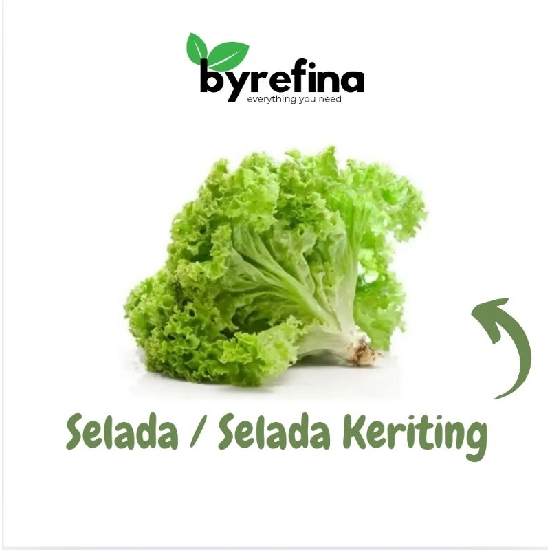 

Selada Keriting 250gr - 1kg Surabaya / Byrefina