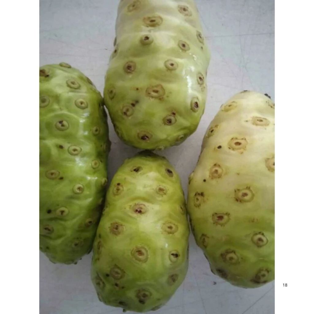 

MENGKUDU/ BUAH PACE SEGAR 1 KG