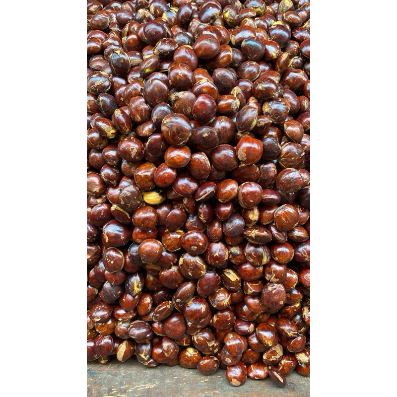 

Jengkol Bungas Jengkol Super full sortir