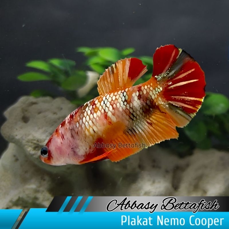 Plakat Nemo Cooper Female Real Picture