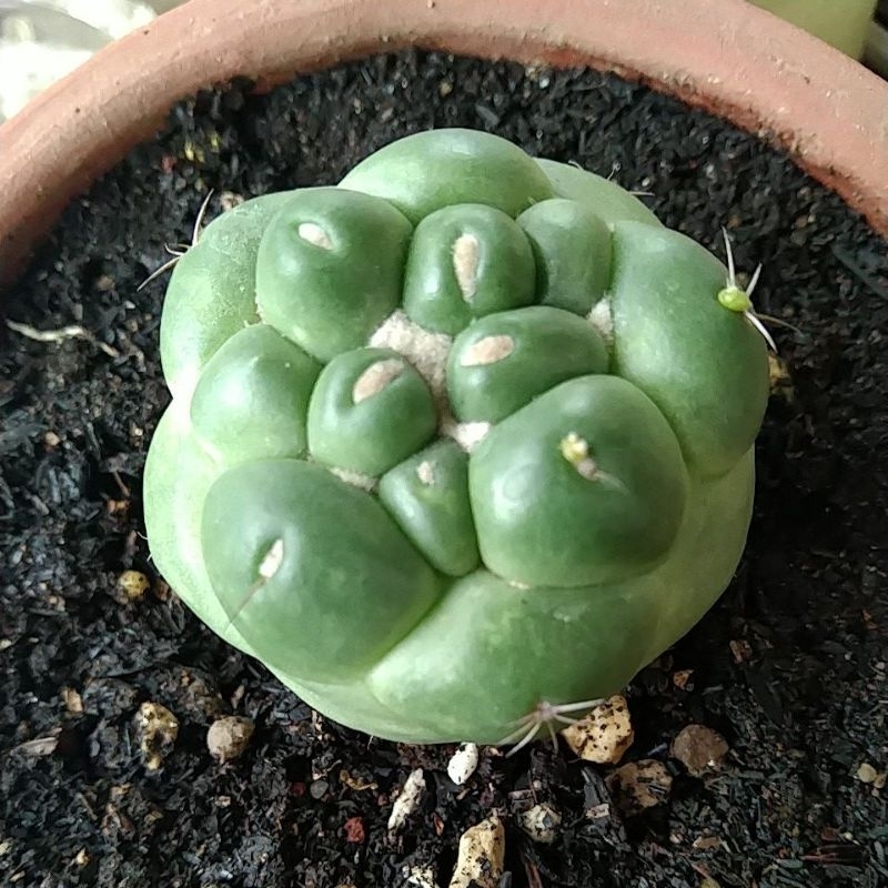 Coryphanta inermis kecil