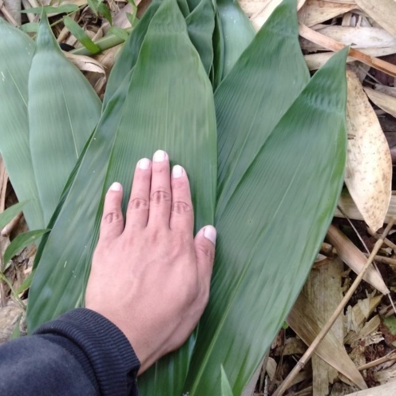 

DAUN BAMBU LEBAR FRESH 150 LEMBAR