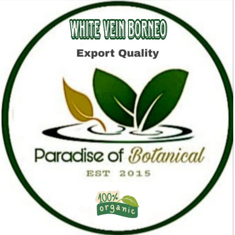 

Bubuk Herbal White Vein Borneo Kualitas Ekspor