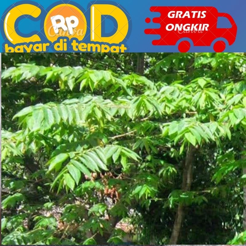 

kulit pohon kersen segar diambil saat di pesan 100 gram