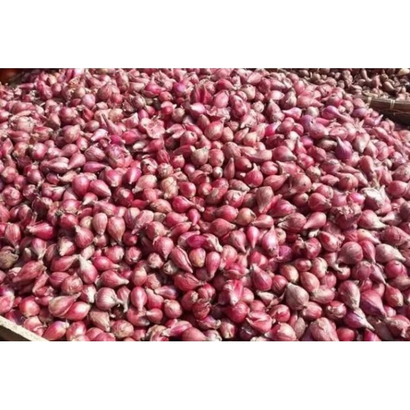 

BAWANG MERAH BREBES 1kg sedeng