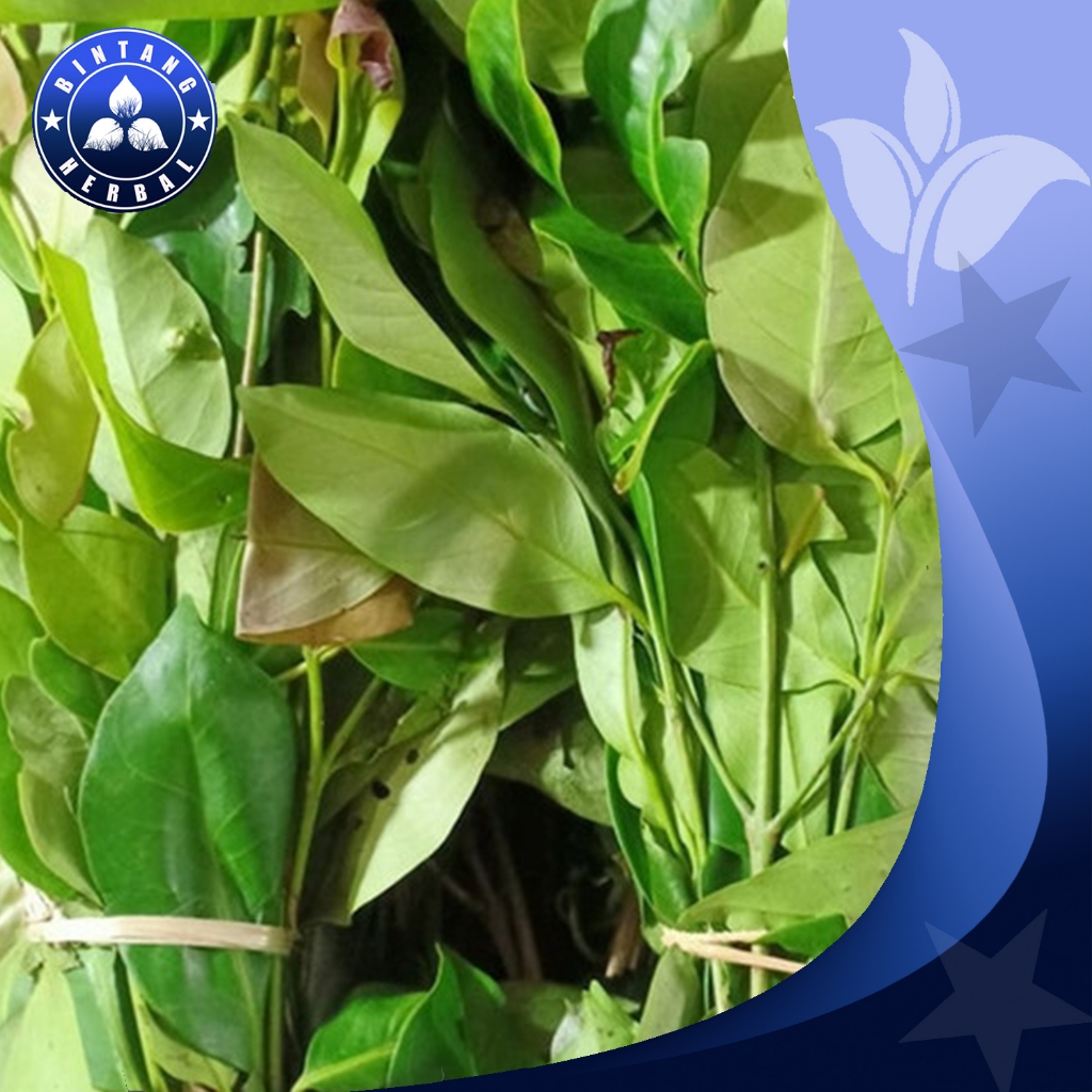 

DAUN SALAM \ DAUN PENYEDAP MASAKAN PERIKAT - BINTANG HERBAL