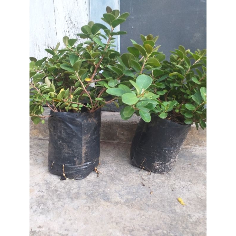 bibit dolar mangkok merah micro