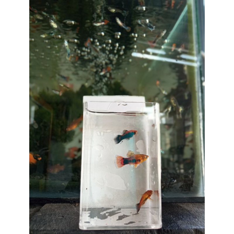 PLATY MICKEY MOUSE