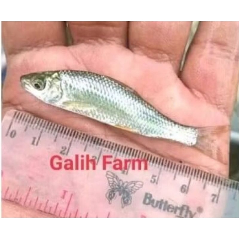 

bandeng air tawar 8 cm