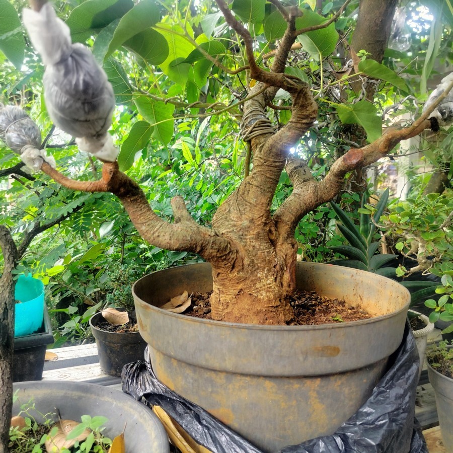 anaman hias Bonsai Ficus Religiosa/Bonsai pohon Bodhi pupus merah bagus subur bogel