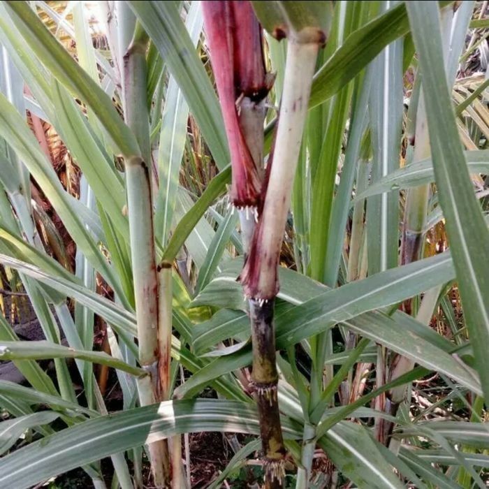 

Bibit Terubuk Terubus Tebu Sayur isi 10 Batang Tebu Telur Turubuk