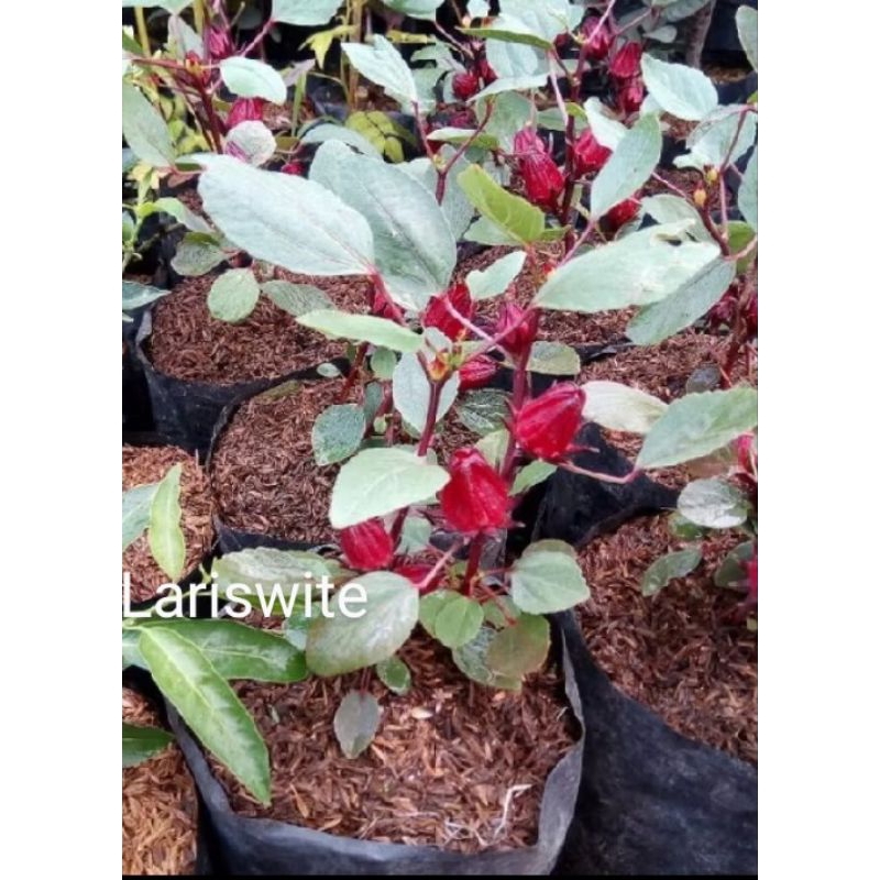 Bibit tanaman Rosella merah